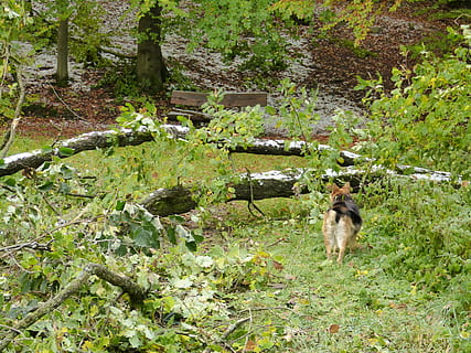 las, drzewo, zniszczony, uszkodzony, Natura, krajobraz, dewastacja, uszkodzić, Naprzód, pies, zimowy, śnieg, ssak, zwierzę, jedno zwierzę, tematy zwierzęce, roślina, zwierzęta domowe, kręgowiec, krajowy, wylądować, psi, wzrost, dzień, pole, żadnych ludzi, zielony kolor, na dworze, 4K, CC0, domena publiczna, darmowe zdjęcia