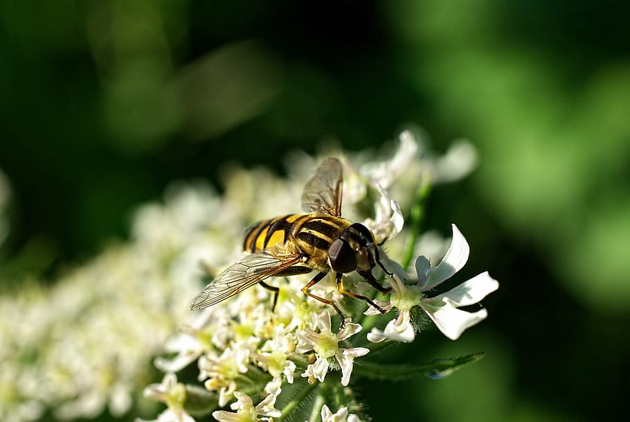 macro, bug, nature, wings, fly, flower, leaves, sheet, one animal, insect, animal themes, animals in the wild, animal wildlife, plant, day, bee, animal, invertebrate, flowering plant, beauty in nature, freshness, fragility, close-up, vulnerability, no people, flower head, petal, pollination, outdoors, 4K