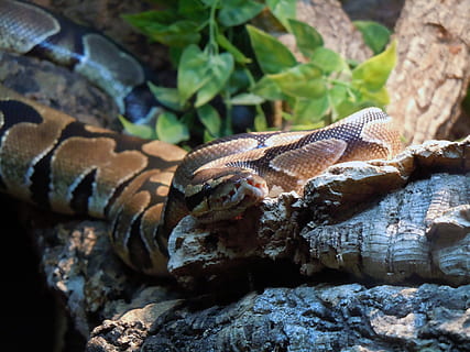 pythonas, gyvatė, siaurėjantis, ropliai, pythonas, gyvatė, nužudė, gyvūnas, pobūdį, laukinės gamtos, gyvūnų skalė, nuodingas, vienas gyvūnas, gyvūnams, gyvūnų gyvūnija, gyvūnų temos, driežas, stuburiniai, kietas, Rokas, roko objektas, nėra žmonių, dieną, Iš arti, medis, augalų, sutelkti dėmesį į naujas žinias, lauke, tekstūruotas, 4K, CC0, Viešasis domenas, nemokamai