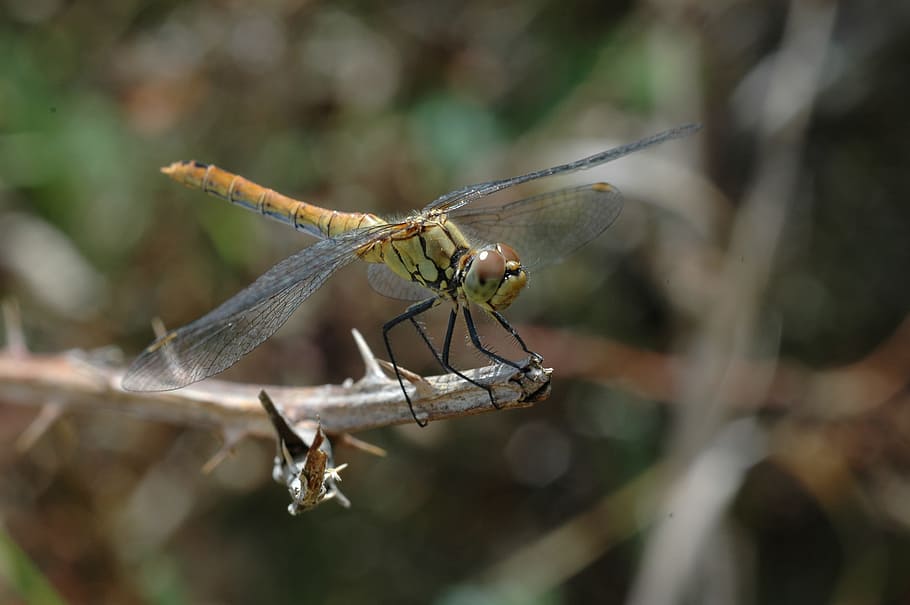 insecte, libèl·lula, macro, naturalesa, odonata, animal, temes d'animals, invertebrat, fauna animal, animals a la natura, un animal, ala dels animals, primer pla, dia, cap gent, centrar-se en primer pla, branca, planta, a l'aire lliure, enfocament selectiu, arbre, part del cos dels animals, 2K