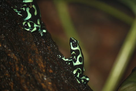 frø, grøn, dendrobate, dyre temaer, dyr i naturen, dyreliv, dyr, plante, et dyr, hvirvelløse, insekt, tæt på, selektiv fokusering, ingen mennesker, natur, træ, dag, træstamme, grøn farve, bagagerum, krybdyr, hvirveldyr, blad, udendørs, sommerfugl - insekt, dyrefløj, 4K, CC0, offentligt domæne, royaltyfrie
