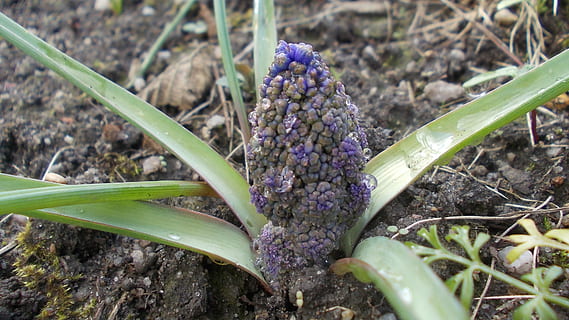 szafirek, gotes de pluja, brot, creixement, planta, flor, planta amb flors, camp, naturalesa, frescor, bellesa a la natura, primer pla, cap gent, porpra, dia, part de la planta, terra, full, fragilitat, vulnerabilitat, color verd, botànica, a l'aire lliure, cap de flor, 2K, CC0, domini públic, lliure de regalies