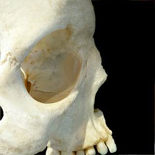 Schädel, Profil, Knochen, menschlicher Schädel, menschlicher Knochen, Anatomie, Tierischen Schädel, Tod, Grusel, gruslig, Tierknochen, Halloween, Nahansicht, schwarzer Hintergrund, Studioaufnahme, keine Leute, drinnen, weiße Farbe, Tierkörperteil, Tier, Körperteil, kopieren sie platz, einzelnes Objekt, Tierwelt, Tierthemen, Schale, Skelett, Marine, 2K, CC0, gemeinfrei, lizenzfrei