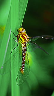 libellula, insetto, vicino, ala, animale, natura, macro, verde, giallo, macrofotografia, pianta, forte, occhi, stagno, acqua, rosa del lago, invertebrato, temi animali, fauna selvatica, animali allo stato selvatico, un animale, parte vegetale, foglia, colore verde, avvicinamento, nessuno, giorno, bellezza nella natura, all'aperto, concentrarsi sulle conoscenze acquisite, ala animale, messa a fuoco selettiva, 2K, CC0, dominio pubblico, privo di copyright