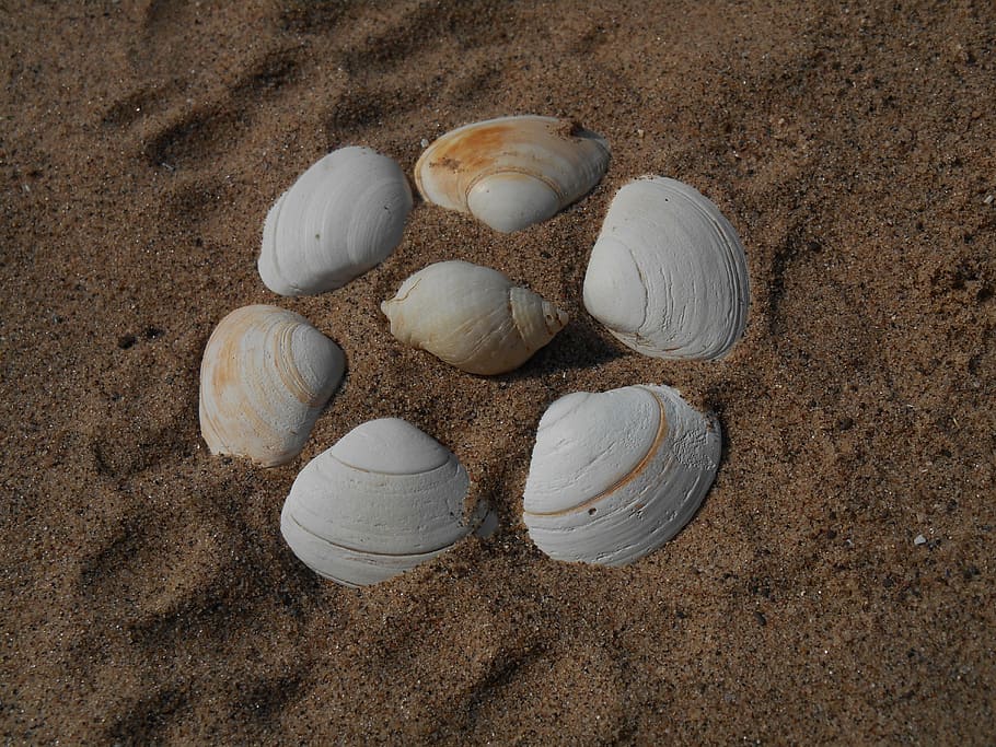 Muscheln, Strand, Sand, Urlaub, Sommer-, Ufer, sonnig, Küste, Land, Tag, High Angle View, keine Leute, Natur, Gruppe von Objekten, Essen und Trinken, Stillleben, Wohlbefinden, draußen, Schale, Kreis, gesundes Essen, braun, Frische, Geometrische Figur, Lebensmittel, Nahansicht, 5K