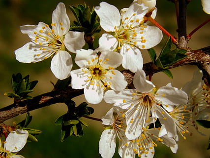 mola branca, Casey, planta com flores, plantar, beleza na natureza, fragilidade, crescimento, frescura, fechar-se, pétala, vulnerabilidade, Flor, cor branca, focar em primeiro plano, pólen, ramo, cabeça de flor, inflorescência, ninguém, árvore, ao ar livre, Flor de cerejeira, Primavera, 4K, CC0, domínio público, royalty free