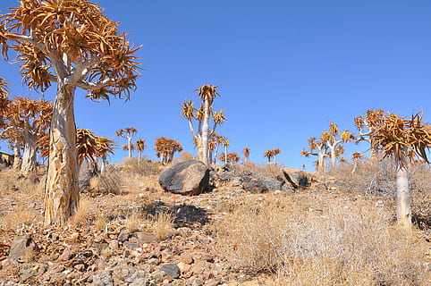 roccia, accanto, albero, giorno, natura, asciutto, deserto, flora, pianta, cielo, naturale, verde, paesaggio, all'aperto, giardino, fiore, natura selvaggia, ambiente, stagione, scenario, Africa, montagna, foresta, sole, soleggiato, parco, scenics - natura, blu, clima, semi arido, solido, terra, nessuno, clima arido, roccia - oggetto, bellezza nella natura, 2K, CC0, dominio pubblico, privo di copyright