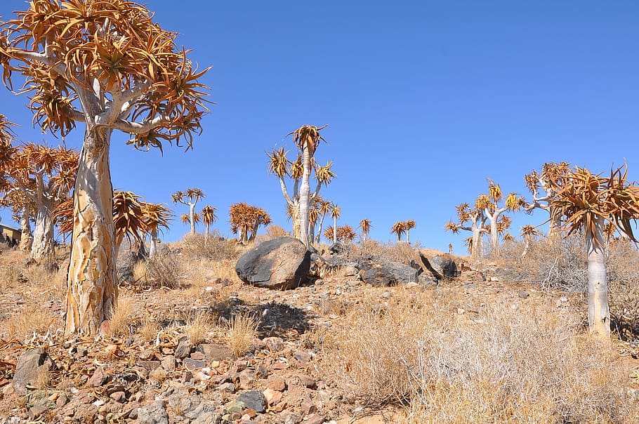 roccia, accanto, albero, giorno, natura, asciutto, deserto, flora, pianta, cielo, naturale, verde, paesaggio, all'aperto, giardino, fiore, natura selvaggia, ambiente, stagione, scenario, Africa, montagna, foresta, sole, soleggiato, parco, scenics - natura, blu, clima, semi arido, solido, terra, nessuno, clima arido, roccia - oggetto, bellezza nella natura, 2K