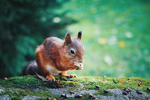 scoiattolo rosso, avvicinamento, foto, scoiattolo, mangiare, Noce, animale, minuscolo, piccolo, temi animali, un animale, roditore, mammifero, fauna selvatica, animali allo stato selvatico, nessuno, natura, carina, chipmunk, vertebrato, lunghezza intera, terra, all'aperto, giorno, albero, baffo, 4K, CC0, dominio pubblico, privo di copyright