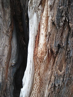 trebark, tekstur, ujevn, forvitret, tre, bark, stamme, natur, anlegg, design, naturlig, brun, flate, svor, Logg, rock-objekt, ingen folk, strukturert, fysisk geografi, nærbilde, bergformasjon, geologi, dag, mønster, stein, utendørs, skjønnhet i naturen, bakgrunn, naturlig mønster, fast, trestamme, full ramme, 4K, CC0, offentlig domene, opphavsrett gratis