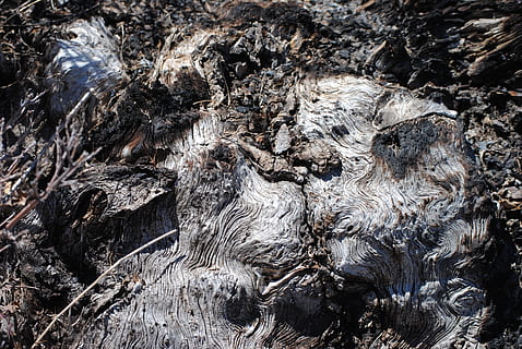 legna, radici, vecchio, nodoso, strutturato, natura, giorno, albero, nessuno, pianta, abbaiare, fotogramma intero, ruvido, sfondi, tronco, all'aperto, tronco d'albero, legno - materiale, avvicinamento, la tranquillità, modello, crescita, vista dall'alto, modello naturale, pianta morta, 4K, CC0, dominio pubblico, privo di copyright