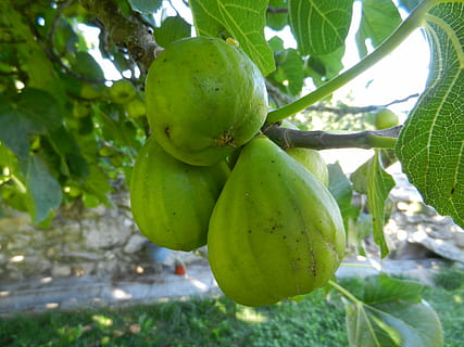 figner, frugt, figen træ, mad og drikke, sund kost, mad, grøn farve, plante, blad, vækst, træ, plante del, friskhed, natur, landbrug, ingen mennesker, tæt på, dag, hængende, velvære, fokus på forgrunden, papaya, udendørs, moden, plantage, 4K, CC0, offentligt domæne, royaltyfrie