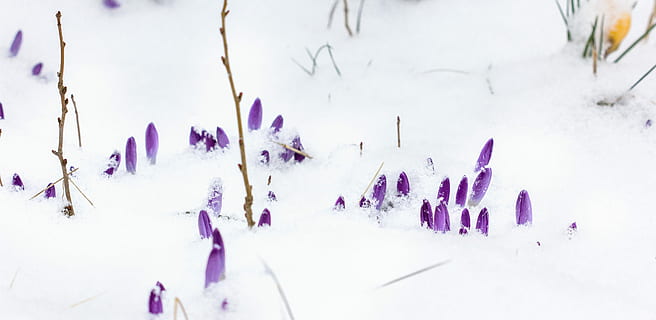 brzy bloomer, Příroda, Pozadí, zimní, sníh, sezóna, Studený, mráz, mrazivý, nachový, studená teplota, rostlina, krása v přírodě, panoramatický, květ, kvetoucí rostlina, levandule, den, nikdo, venku, scenics - příroda, mimoměstské scény, svěžest, přistát, krokus, 5K, CC0, veřejná doména, bez autorských práv