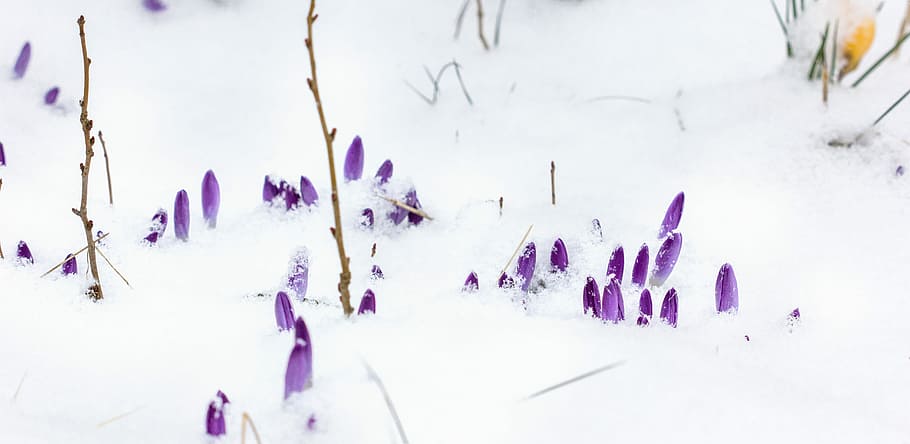 floració primerenca, naturalesa, fons, hivern, neu, temporada, fred, gelades, gelada, porpra, temperatura de fred, planta, bellesa a la natura, panoràmica, flor, planta amb flors, espígol, dia, cap gent, a l'aire lliure, escenics - natura, escena no urbana, frescor, terra, safrà, 5K