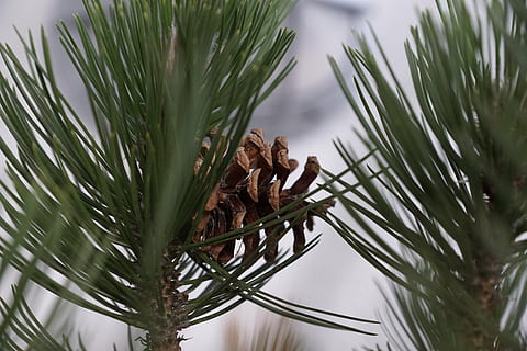 albero, macro, verde, aghi, natura, Palma, nessuno, giorno, fauna selvatica, avvicinamento, in casa, temi animali, pianta, pigna, Pino, albero di conifere, Pinaceae, foglia, colore verde, parte vegetale, messa a fuoco selettiva, concentrarsi sulle conoscenze acquisite, ramo, ago - parte vegetale, all'aperto, crescita, bellezza nella natura, famiglia di animali, 5K, CC0, dominio pubblico, privo di copyright