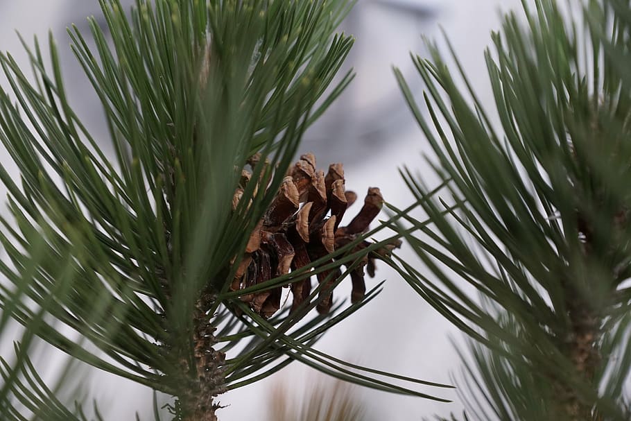 albero, macro, verde, aghi, natura, Palma, nessuno, giorno, fauna selvatica, avvicinamento, in casa, temi animali, pianta, pigna, Pino, albero di conifere, Pinaceae, foglia, colore verde, parte vegetale, messa a fuoco selettiva, concentrarsi sulle conoscenze acquisite, ramo, ago - parte vegetale, all'aperto, crescita, bellezza nella natura, famiglia di animali, 5K