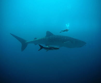 penyelam scuba, putih, hitam, ikan, renang, di bawah air, ikan hitam, wal, sinar, menyelam, air, pukulan, gelembung, penyelam, dalam, basah, besar, manta, biru, tuna, hai, lumba-lumba, di bawah laut, laut, kehidupan laut, satwa liar hewan, tema binatang, hewan, binatang di alam liar, hiu, bertulang belakang, alam, tidak ada orang, satu binatang, di luar rumah, 2K, CC0, domain publik, bebas royalti