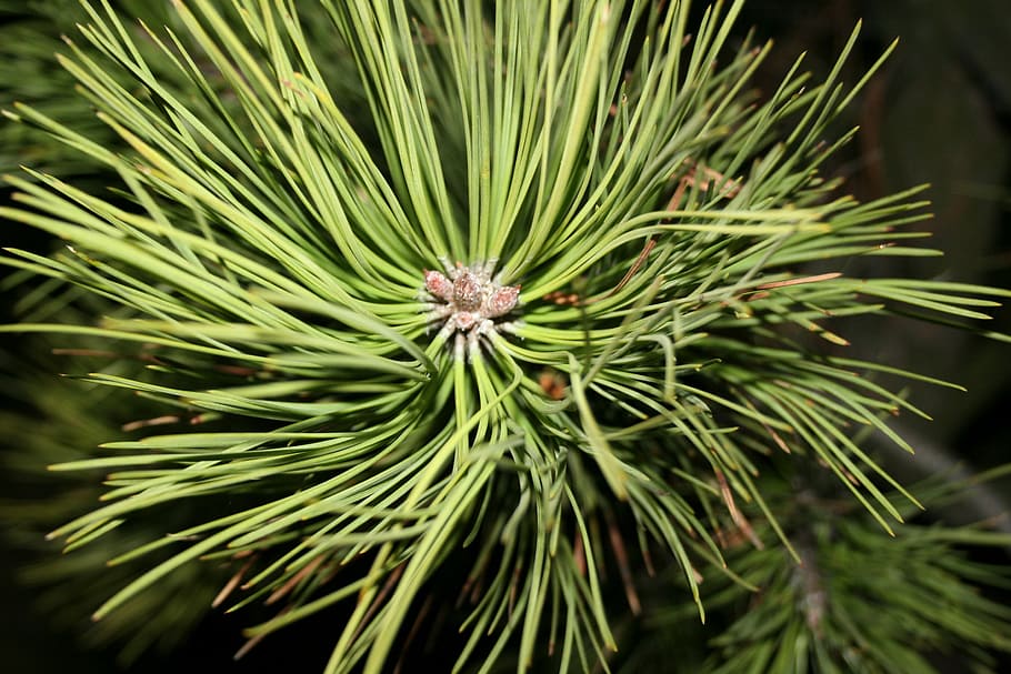 Baum, Wald, Natur, immergrün, grüne Farbe, Kiefer, keine Leute, Nadel - Pflanzenteil, Tag, Pflanze, Wachstum, Nahansicht, Schönheit in der Natur, Nadelbaum, Blatt, Fokus auf den Vordergrund, Pflanzenteil, Pinaceae, Ast, draußen, Ruhe, Vollbild, 2K
