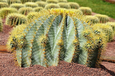 cactus, grande, spinoso, spina, insetto, un animale, spillo, fauna selvatica, pianta, pianta succulenta, crescita, natura, nessuno, colore verde, bellezza nella natura, giorno, concentrarsi sulle conoscenze acquisite, acuto, terra, luce del sole, all'aperto, campo, modello naturale, avvicinamento, cartello, clima arido, clima, 5K, CC0, dominio pubblico, privo di copyright
