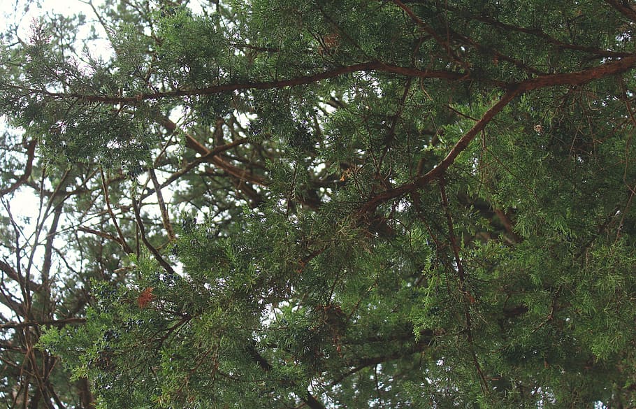 verd, arbre de fulla, gris, cel, hora del dia, fulles, arbres, dosser, la llum del dia, full, planta, bosc, naturalesa, arbre, cap gent, a l'aire lliure, dia, creixement, bellesa a la natura, color verd, branca, vista d’angle baix, terra, tranquil·litat, marc complet, fons, escena no urbana, escenics - natura, escena tranquil·la, exuberant fullatge, copa de l'arbre, directament a sota, selva tropical, bambú - planta, arbre de coníferes, 4K