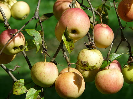 árbol de manzana, manzana, Fruta, vitaminas, frisch, sano, maduro, rojo, delicioso, comida, hierba, otoño, cosecha, nutrientes, alimentación saludable, comida y bebida, frescura, de cerca, bienestar, nadie, planta, crecimiento, manzana - fruta, día, árbol, naturaleza, centrarse en primer plano, color verde, hoja, tallo de la planta, parte de la planta, al aire libre, 2K, CC0, dominio público, libre de derechos