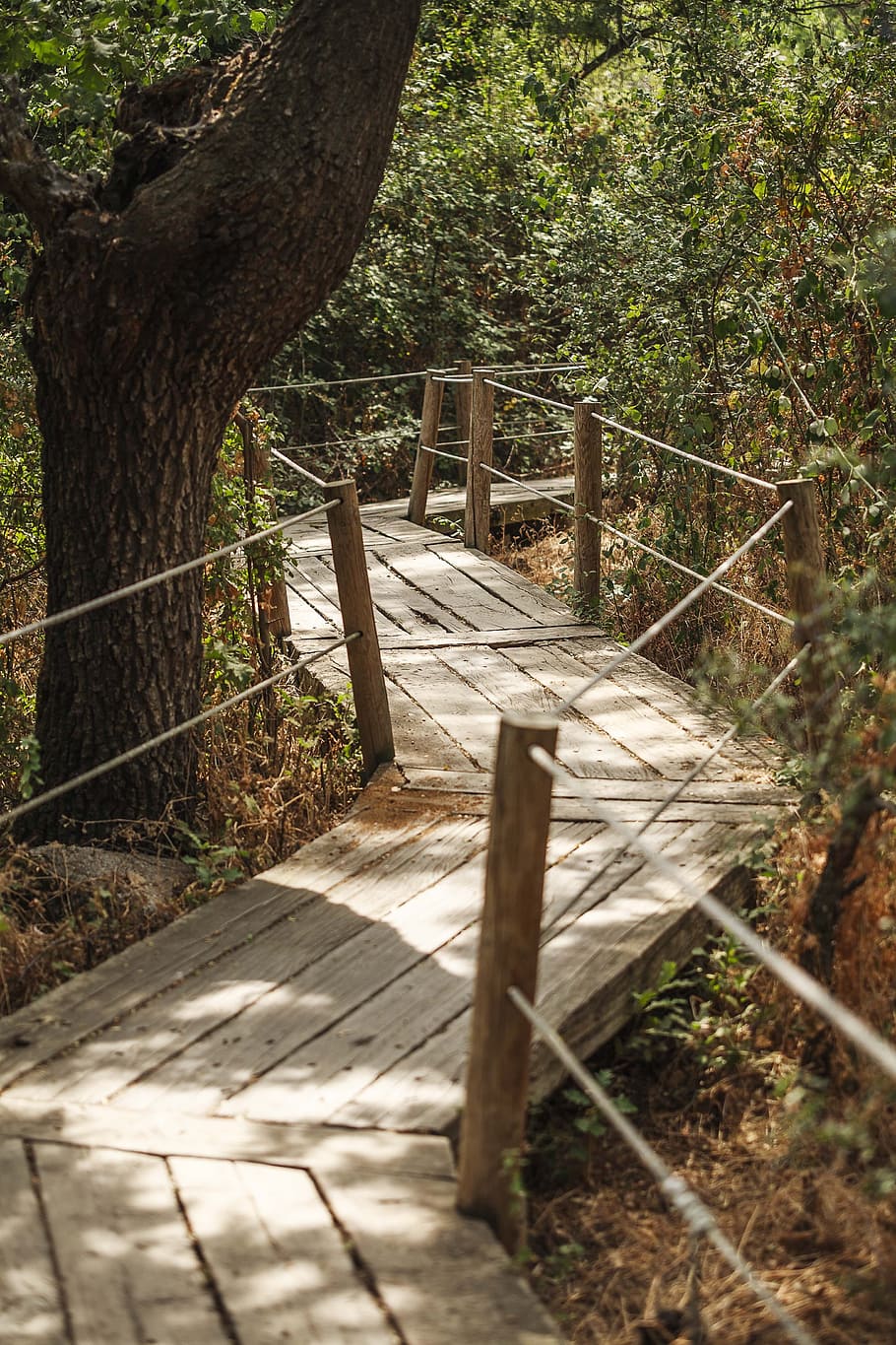 Camí, zigzag, lavirian, arbre, planta, material de fusta, naturalesa, cap gent, tronc, tronc de l'arbre, dia, terra, bosc, sendera, creixement, llum solar, el camí a seguir, tranquil·litat, ombra, a l'aire lliure, barana, direcció, fusta, passarel·la, 4K