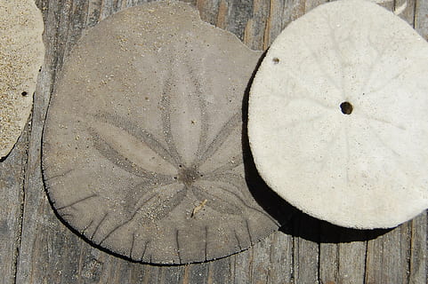 Sanddollar, Ozean, Schale, urchin, zart, Marine, Natur, Wasser-, Meer, Strand, Dollar, Sand, Ufer, Küste, seelandschaft, Holz - Material, keine Leute, Muster, Nahansicht, Geometrische Figur, Kreis, gestalten, Tag, High Angle View, Wandbau - Funktion, alt, Design, Hintergründe, texturiert, draußen, Geschichte, solide, verwittert, Borke, 1080P, CC0, gemeinfrei, lizenzfrei