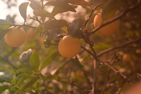 boom, fruit, groen, gras, vers, blad, natuur, voedsel, fabriek, boomgaard, sappig, buitenshuis, bladeren, eten en drinken, gezond eten, versheid, groei, deel van de plant, tak, geen mensen, focus op de voorgrond, welzijn, fruit boom, detailopname, dag, landbouw, rijp, biologisch, 5K, CC0, publiek domein, royaltyvrij