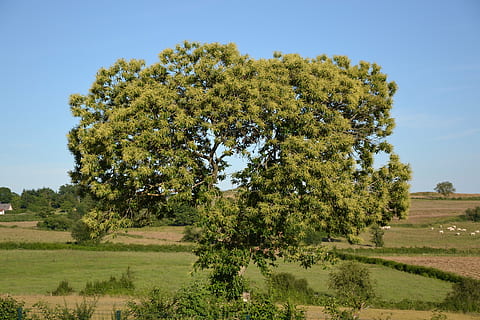 Castagna, castagne, Marrone, albero, natura, agricoltura, scena rurale, estate, all'aperto, pianta, paesaggio, crescita, colore verde, ambiente, campo, terra, bellezza nella natura, la tranquillità, scena tranquilla, cielo, scenics - natura, giorno, erba, nessuno, cielo sereno, scena non urbana, semi arido, 4K, CC0, dominio pubblico, privo di copyright