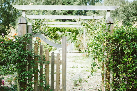 beige, di legno, recinto, coperto, verde, piante di vite, bianca, arco del giardino, cancello, cespuglio, albero, pianta, crescita, natura, giorno, nessuno, architettura, cortile anteriore o posteriore, giardino, luce del sole, foglia, all'aperto, parte vegetale, colore verde, bellezza nella natura, estate, struttura costruita, esterno dell'edificio, costruzione, giardinaggio, giardino ornamentale, giardino della comunità, 4K, CC0, dominio pubblico, privo di copyright