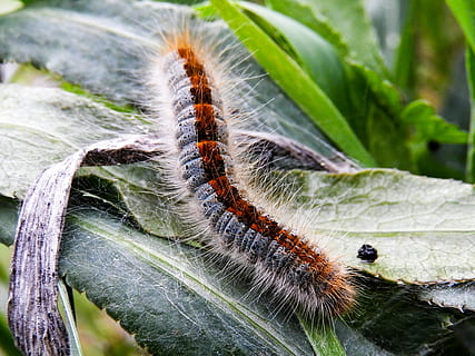 Minhoca, lindo, natureza, Primavera, temas animais, inseto, invertebrado, animal, fechar-se, animais selvagens, animais em estado selvagem, lagarta, um animal, folha, parte da planta, plantar, ninguém, dia, cor verde, macro, ao ar livre, focar em primeiro plano, rastejando, borboleta - inseto, 5K, CC0, domínio público, royalty free