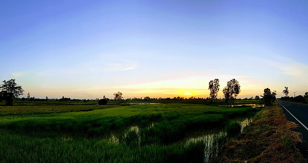 sidste lys, udsigt, solnedgang, aften, lys, fedt nok, solnedgange, sol, solen, billedvisning, himmel, plante, ro, rolig scene, scenics - natur, træ, skønhed i naturen, Mark, landskab, jord, miljø, natur, græs, ikke-urbane scene, vækst, ingen mennesker, sky - himmel, idyllisk, landlige scene, udendørs, 5K, CC0, offentligt domæne, royaltyfrie