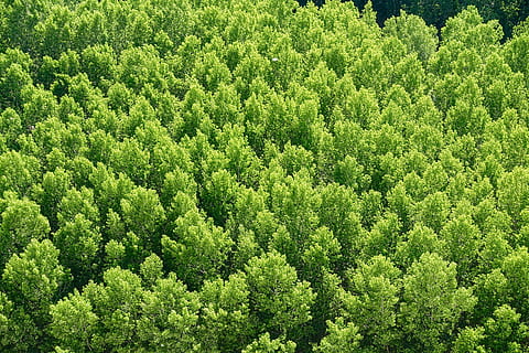 bosque, arboles, ambiente, paisaje, hojas, follaje, árboles forestales, natural, naturaleza, verde, madera, campo, color verde, planta, árbol, belleza en la naturaleza, crecimiento, antecedentes, día, tierra, paisajes - naturaleza, tranquilidad, vista de alto ángulo, nadie, fotograma completo, exuberante follaje, escena tranquila, frescura, al aire libre, árbol de hoja perenne, 5K, CC0, dominio público, libre de derechos