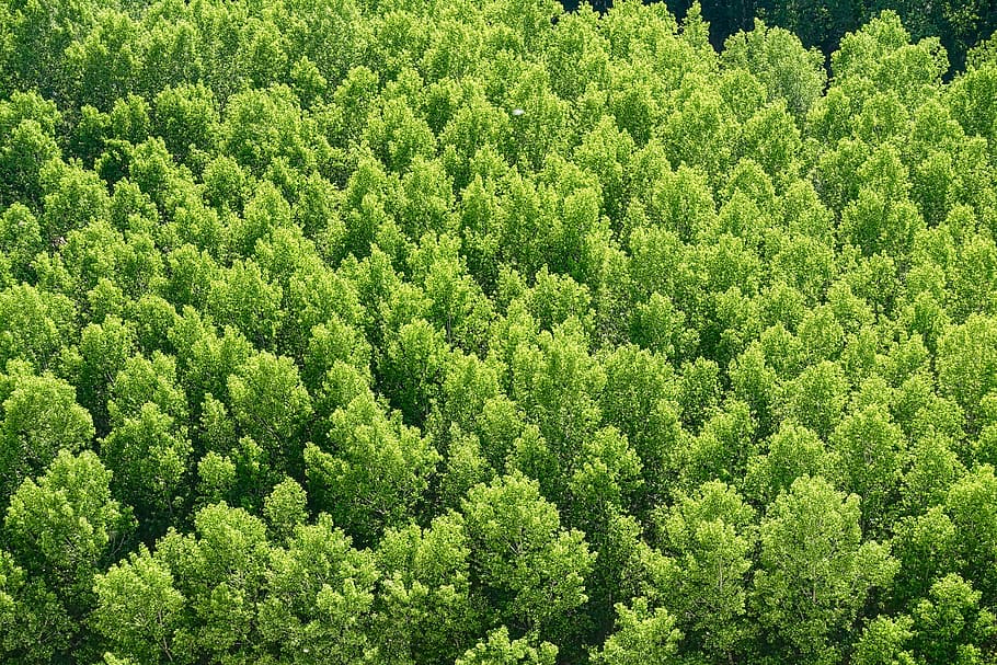 floresta, arvores, meio Ambiente, cenário, sai, folhagem, árvores florestais, natural, natureza, verde, madeira, campo, cor verde, plantar, árvore, beleza na natureza, crescimento, origens, dia, terra, scenics - natureza, tranquilidade, visão de alto ângulo, ninguém, quadro completo, folhagem exuberante, cena tranquila, frescura, ao ar livre, árvore verde, 5K