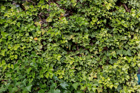 Hintergrund, Grün, Natur, Muster, Textur, Pflanze, Licht, Blätter, romantisch, hellgrün, Hintergrundbild, Herbst, grüne Farbe, Wachstum, Pflanzenteil, Blatt, Vollbild, Hintergründe, Schönheit in der Natur, Tag, keine Leute, Frische, Fülle, draußen, Laub, Land, Efeu, Essen und Trinken, Feld, Nahansicht, 5K, CC0, gemeinfrei, lizenzfrei