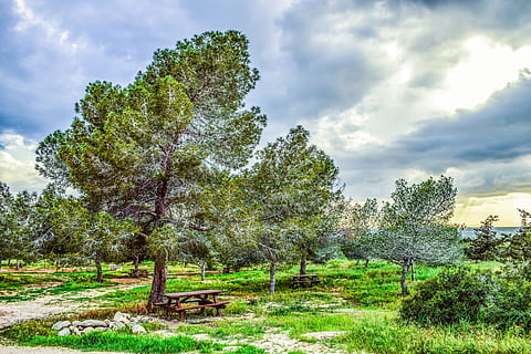 susitvarkyti, medžiai, pobūdį, miškas, kraštovaizdį, coppice, kaime, peizažas, Šalis, iškylą, Kipras, medis, kaimo scenoje, lauke, scenos, žalia spalva, dangus, debesis - dangus, žolė, vasara, ne miesto scenoje, ūkis, Žemdirbystė, mėlyna, nėra žmonių, grožis gamtoje, augalų, ramybė, augimą, žemės, ramioje scenoje, aplinką, dieną, vaizdai - gamta, saulės šviesa, 5K, CC0, Viešasis domenas, nemokamai
