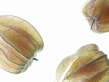 physalis, taronja, marró, fruita, fruita tropical, menjar, macro, tancar, fons blanc, tallar, animal, insecte, temes d'animals, un animal, tir de l'estudi, primer pla, full, part de la planta, naturalesa, a l'interior, cap gent, planta, bellesa a la natura, frescor, vulnerabilitat, fragilitat, natura morta, dia, shell, còpia espai, tardor, fulles, 2K, CC0, domini públic, lliure de regalies