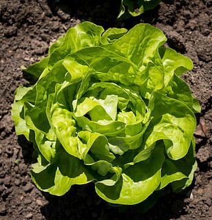 verde, verdura, giorno, insalata, lattuga, primavera, letto, salutare, nutrizione, mangiare, frisch, vitamine, orto, cibo, testa di lattuga, giardino, orticoltura, insalata verde, le foglie, colore verde, cibo e bevande, mangiare sano, freschezza, parte vegetale, benessere, foglia, ortaggio a foglia, avvicinamento, natura, nessuno, vista dall'alto, crescita, pianta, campo, biologico, cibo crudo, all'aperto, cibo vegetariano, 4K, CC0, dominio pubblico, privo di copyright