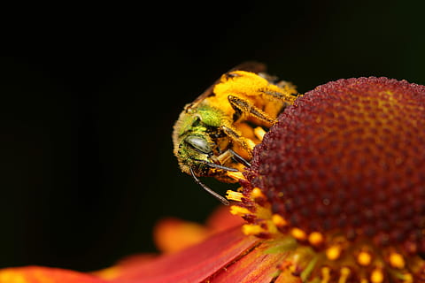 ape, esplorando, fiore, giardino, giallo, rosso, fiore petalo, impollinare, insetto, avvicinamento, freschezza, pianta fiorita, sfondo nero, petalo, pianta, bellezza nella natura, girato in studio, nessuno, natura, testa di fiore, fauna selvatica, crescita, fragilità, infiorescenza, un animale, temi animali, vulnerabilità, polline, ingrandimento, 5K, CC0, dominio pubblico, privo di copyright