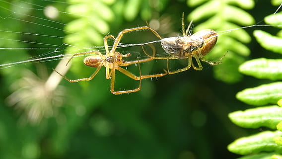 Dreh, Netz, Beute, Makro, Fehler, Natur, Tier, Beine, Nahansicht, Spinnennetz, Netzspinnen, Spinnen, wirbellos, Tierthemen, Tierwelt, Insekt, Tiere in freier Wildbahn, Spinne, Spinnentier, Gliederfüßer, ein Tier, Zerbrechlichkeit, Fokus auf den Vordergrund, Zoologie, Tag, grüne Farbe, selektiver Fokus, keine Leute, draußen, Tierbein, 5K, CC0, gemeinfrei, lizenzfrei