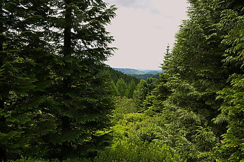 foresta, vista, vista distante, foresta della Turingia, alberi, natura, albero, all'aperto, estate, montagna, paesaggio, colore verde, Paesaggi, pianta, crescita, bellezza nella natura, terra, la tranquillità, scenics - natura, albero di conifere, fogliame, fogliame lussureggiante, nessuno, scena tranquilla, giorno, scena non urbana, Pinaceae, Pino, cielo, bosco, bosco di pini, albero sempreverde, 5K, CC0, dominio pubblico, privo di copyright