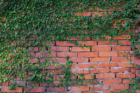 mursten, væg, gammel, mode, sten-, murstens væg, bygget struktur, arkitektur, murbygningsfunktion, plante, vedbend, vækst, grøn farve, bygning udvendig, creeper plante, dag, ingen mennesker, blad, plante del, udendørs, natur, rød, bygning, tagsten, 5K, CC0, offentligt domæne, royaltyfrie