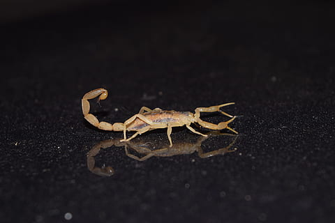 insekt, skorpion, afspejling, dyre temaer, et dyr, dyr, dyreliv, hvirvelløse, tæt på, dyr i naturen, ingen mennesker, zoologi, leddyr, natur, arachnid, dyr kropsdel, fuld længde, udendørs, sort baggrund, dag, studio skud, klo, giftig, marine, 5K, CC0, offentligt domæne, royaltyfrie
