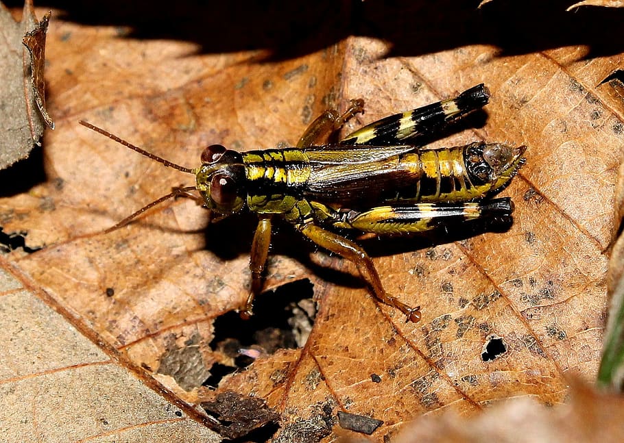 Heuschrecke, Insekt, klein, ein Tier, Tiere in freier Wildbahn, keine Leute, Tierwelt, Tierthemen, wirbellos, Tier, Nahansicht, Natur, High Angle View, Tag, Holz - Material, Sonnenlicht, draußen, Tierkörperteil, Tierflügel, Zoologie, Schatten, Libelle, 1080P