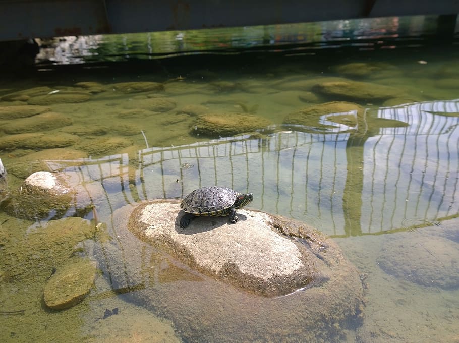 tartaruga, rettile, riposo, snapping, natura, conchiglia, snapper, acquatico, animale domestico, aggressivo, acqua, riflessione, nessuno, giorno, all'aperto, roccia, solido, roccia - oggetto, fauna selvatica, trasparente, animali allo stato selvatico, lago, temi animali, vista dall'alto, animale, lungomare, superficiale, marino, 2K