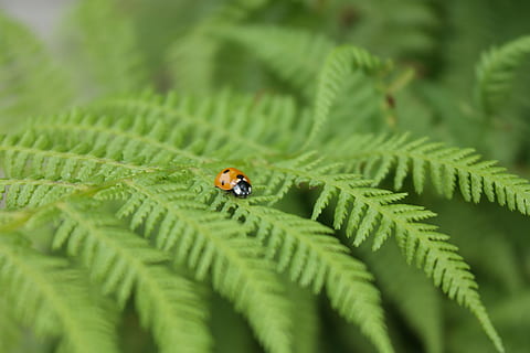 marieta, insecte, bracken, color verd, enfocament selectiu, temes d'animals, invertebrat, animal, un animal, fauna animal, planta, part de la planta, primer pla, animals a la natura, cap gent, full, naturalesa, dia, bellesa a la natura, escarabat, falguera, a l'aire lliure, 5K, CC0, domini públic, lliure de regalies
