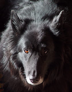 hund, afspejling, gammel, klog, Belgisk, dyr, kæledyr, renraset hund, hunde, pattedyr, sort farve, nuttet, leder, portræt, husdyr, venskab, et dyr, dyr kropsdel, dyr hoved, indenlandske, tæt på, hvirveldyr, ingen mennesker, kigger på kameraet, indendørs, dyr øje, border Collie, snude, bakkenbart, 1080P, CC0, offentligt domæne, royaltyfrie