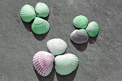culoare coajă asortată, negru, murdărie, scoici, concediu, mare, scoică, stâncă, ornament, vacanţă, an, exotic, coajă, spițele coji, factura fiscala, Culoarea verde, vedere în unghi mare, nici o persoana, zi, natură, multi colorate, natură moartă, grup mare de obiecte, în aer liber, direct deasupra, a închide, minge, model, artă și sculptură, alegere, formă, grup de obiecte, aranjament, plantă, piatră, 5K, CC0, domeniu public, fără drepturi de autor