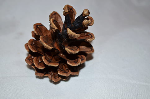 Pinha, natureza, fundo, temporadas, pinho, cone, macro, tiro do estúdio, ninguém, fechar-se, dentro de casa, Comida, fundo cinza, ainda vida, grande grupo de objetos, mesa, comida e bebida, Castanho, monte, seco, padronizar, foco seletivo, abundância, focar em primeiro plano, texturizado, visão de alto ângulo, árvore conífera, 4K, CC0, domínio público, royalty free