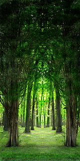 grüne Baumbahn, Bäume, Grün, Licht, Baum, organisch, Landwirtschaft, draußen, Umgebung, Kofferraum, Blätter, Geäst, Natur, Wald, Wildnis, grüne Farbe, Landschaft, Blatt, Pflanze, Land, Ruhe, Schönheit in der Natur, ruhige Szene, Baumstamm, Gras, keine Leute, Szenen - Natur, Nicht-städtische Szene, Wachstum, Park, von Bäumen gesäumt, Baumkrone, 2K, CC0, gemeinfrei, lizenzfrei